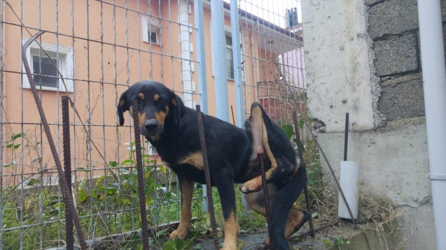 Vücuduna saplanan DEMİR, ismi oldu…