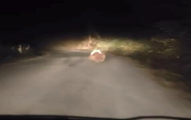 Köy yolunda otomobilin önüne ayı çıktı