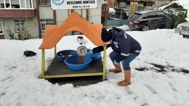 Belediye ekipleri sokak hayvanlarına yardım eli uzattı...