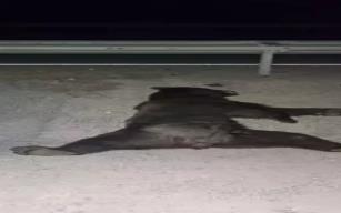 Minibüs çarptı...Ayı telef oldu...