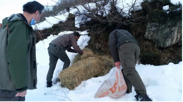 Yaban hayvanlarına 500 kg yem ve yiyecek desteği sağlandı...