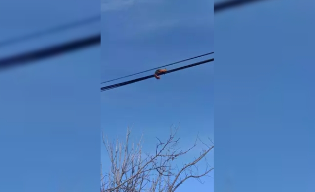 Tellerin üzerinde yürürken yakalandı...