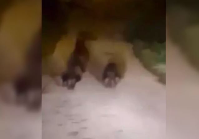 Bozayı ve 2 yavrusu cep telefonu ile görüntülendi...