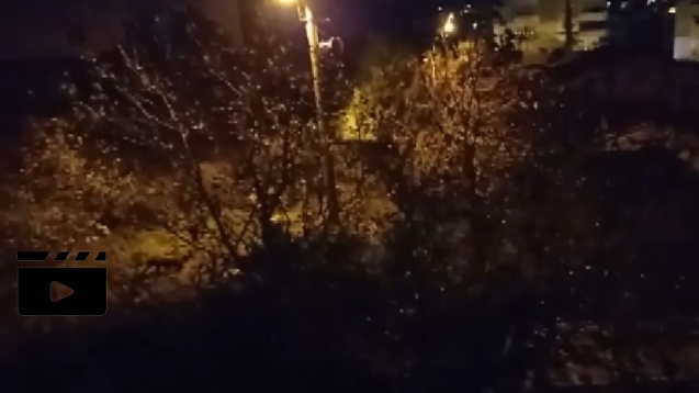 Sürü halinde şehir merkezinde görüntülendiler....
