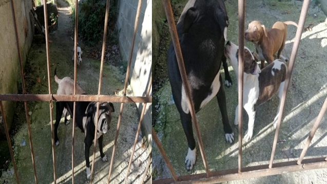 Evin bahçesinde yakalandı: Ekipler harekete geçti..