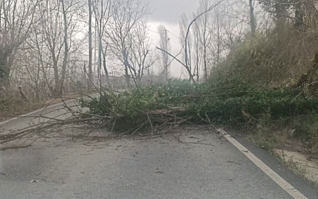 Fırtınadan devrilen ağaç yolu trafiğe kapattı...