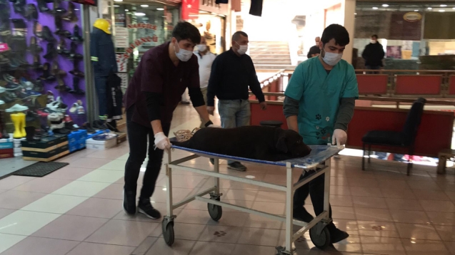 Vicdansız sürücüsü önce çarptı sonra kaçtı...