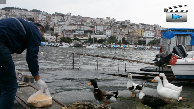 NECMİ AMCA’NIN ÖRDEKLERİNE BELEDİYE BAKIYOR...