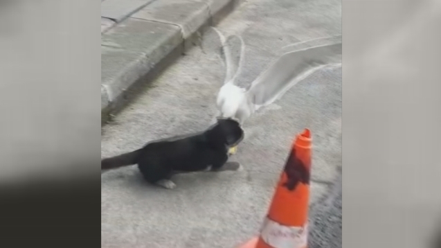 Martı’nın fendi, kediyi yendi…