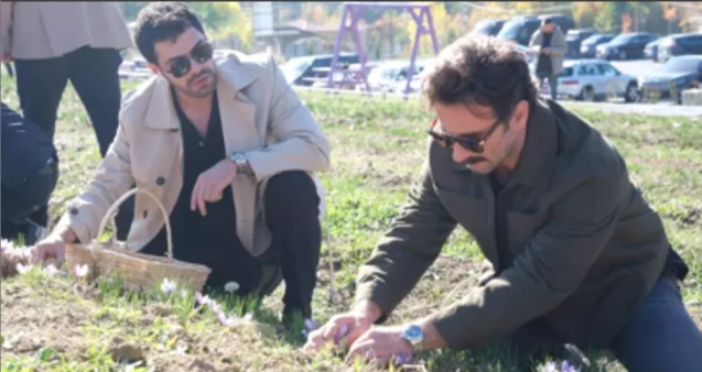 Ünlü oyuncular imece ağı yöntemiyle safran hasadı yaptı...