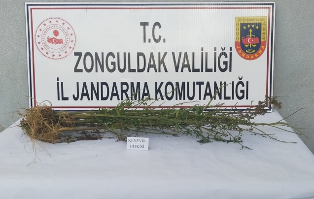 20 kök Hint keneviri ele geçirildi…