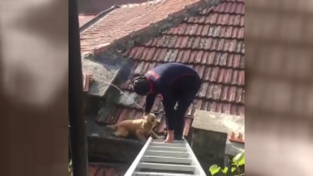 Köpek, evin çatısına düştü...