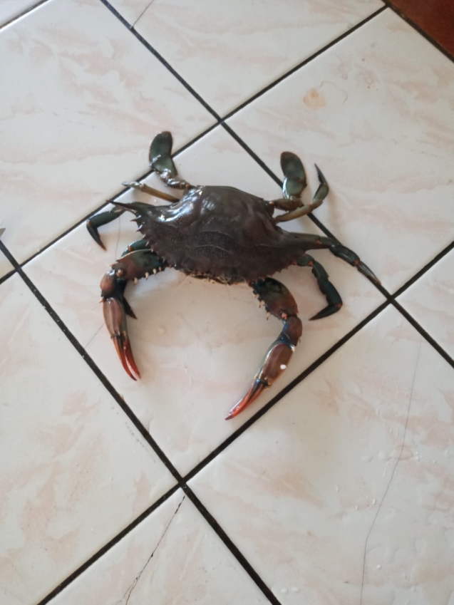 Ağlara mavi yengeç takıldı...