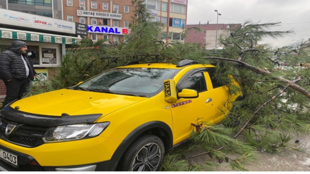 Ağaç ticari taksinin üzerine yıkıldı...
