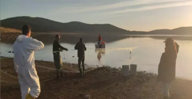 Ağa takılan 500 balık, canlı olarak kurtarıldı...