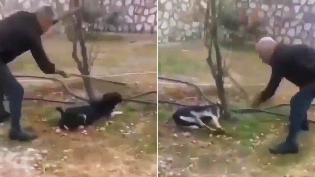 Ağaca bağladığı köpeği vicdansızca öldürdü...