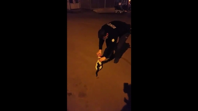 Kafasını sıkıştıran kedi bekçiler tarafından kurtarıldı