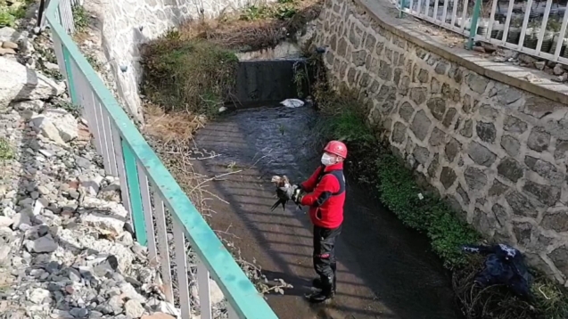Yaralı atmacanın yardımına itfaiye ekipleri koştu